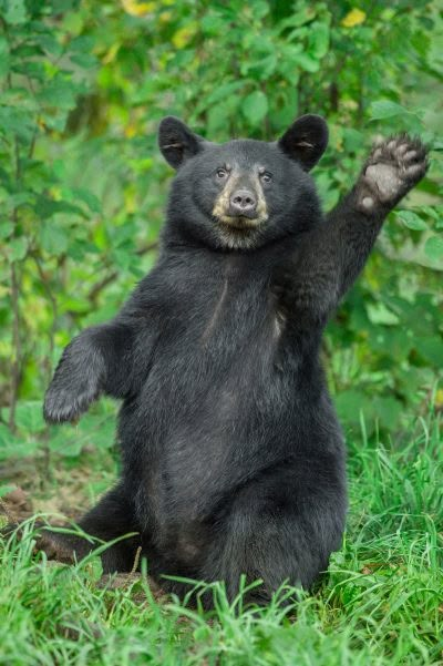 American Black Bear, Bear Watercolor, Animals Photography, Bear Tattoo, Bear Photos, Spirit Animals, Bear Pictures, Favorite Animal, Bear Art