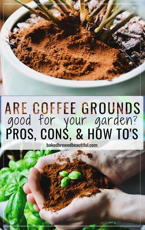 coffee grounds used in plant soil and in the garden Coffee Grounds In The Garden, Coffee Grounds Garden, Coffee Grounds For Plants, Coffee Grounds As Fertilizer, Used Coffee Grounds, Slugs In Garden, Harvest Garden, Coffee Grain, Uses For Coffee Grounds