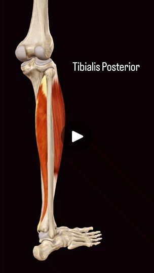 Tibialis Posterior, Ankle Anatomy, Sports Therapy, Sports Medicine, Medical Education, Injury Prevention, Anatomy, Two By Two