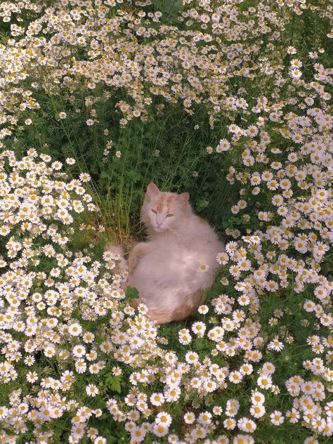 Cats In Flowers, Cat In Garden, Sailor Moon Cat, Moon Cat, Cats Aesthetic, Super Cute Animals, Cat Aesthetic, Kitty Cats, Orange Cat