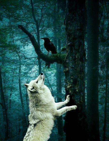 The Year Regard Animal, Raven And Wolf, A Crow, Gra O Tron, Cersei Lannister, Wolf Love, Wolf Pictures, Wolf Spirit, Beautiful Wolves