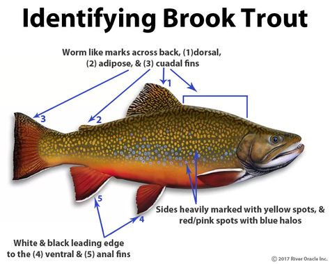 Trout Painting, Trout Art, Fishing Ideas, Brook Trout, Eagle Art, Wooden Fish, Brown Trout, Rainbow Trout, Sport Fishing