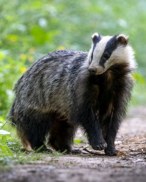 Wild Forest Animals, Pretty Animal Photography, British Wildlife Photography, Badger Fursona, Wild Cats Photography, Badger Reference, English Badger, Badger Aesthetic, Uncommon Animals