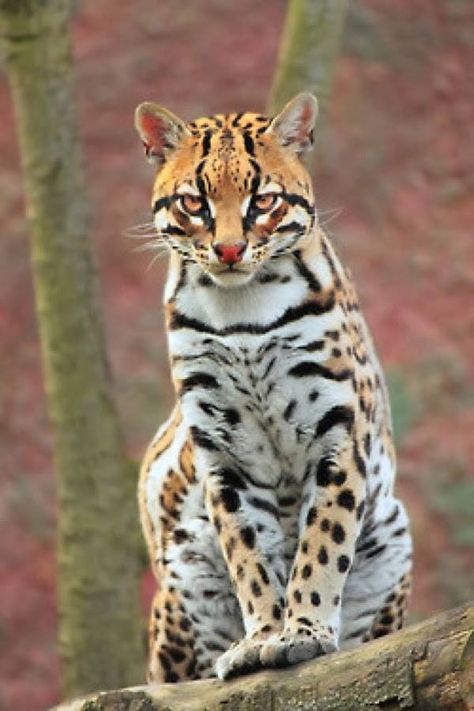 Ocelot Cat Ocelot Cat, Small Wild Cats, Ocicat, Exotic Cats, Majestic Animals, Cheetahs, Leopards, Animal Planet, Exotic Pets