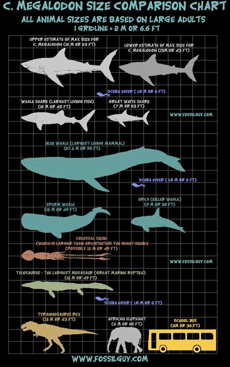 Megalodon size comparison. Shark Facts, Fossil Hunting, Megalodon Shark, Extinct Animals, Prehistoric Creatures, Charles Darwin, Sea Creature, Shark Week, Marine Biology