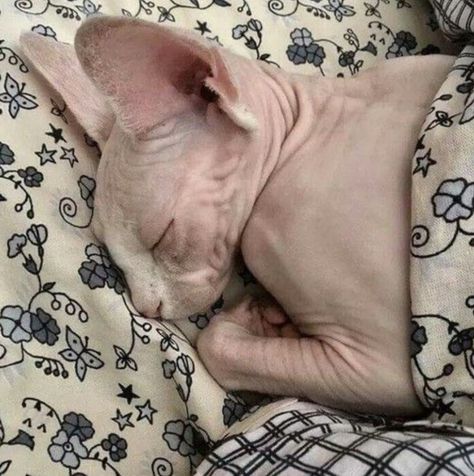 Love Aesthetic, Hairless Cat, Fascinating Facts, Sphynx, About Love, Facts About, Did You Know, Cat Lovers, We Heart It