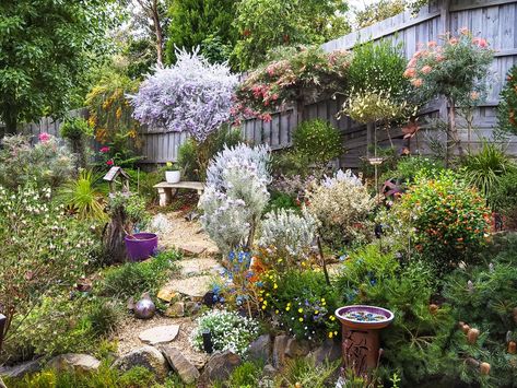 10 tips for a tranquil garden - Australian Native Plants Society (Australia) Tranquil Courtyard Garden, Australian Native Rockery Garden, Rural Gardens Australia, Small Native Garden Australia, Australian Native Courtyard Garden, Native Cottage Garden Australian, Small Courtyard Gardens Australia, Front Garden Australia, Small Native Australian Garden