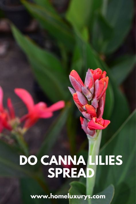 How To Store Canna Lily Bulbs, Cana Lilies, Canna Lily Care, Cana Lillies, Transplanting Canna Lilies, Canna Lily, Root System, Garden Help, Propagating Plants