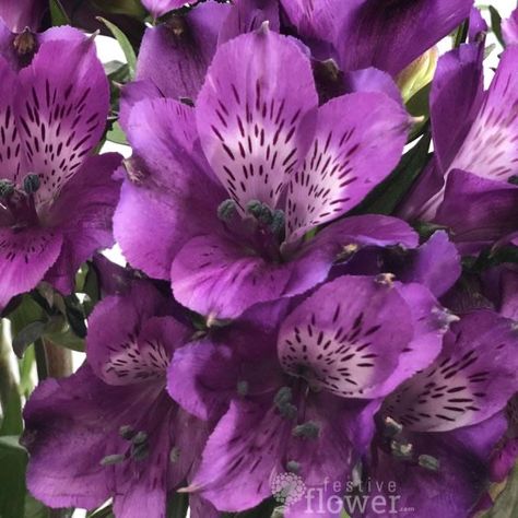 Purple Alstroemeria, Alstroemeria Flower, Peruvian Lilies, Fall Flower Arrangements, Fall Flower, Perennial Garden, Fall Flowers, Perennials, Flower Arrangements