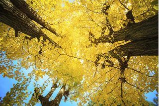 Tree Meanings, Leaves Meaning, Symbolic Meanings, Living Fossil, Ginkgo Tree, Dragon Tree, Gingko Leaves, Lily Plants, Ginkgo Leaf