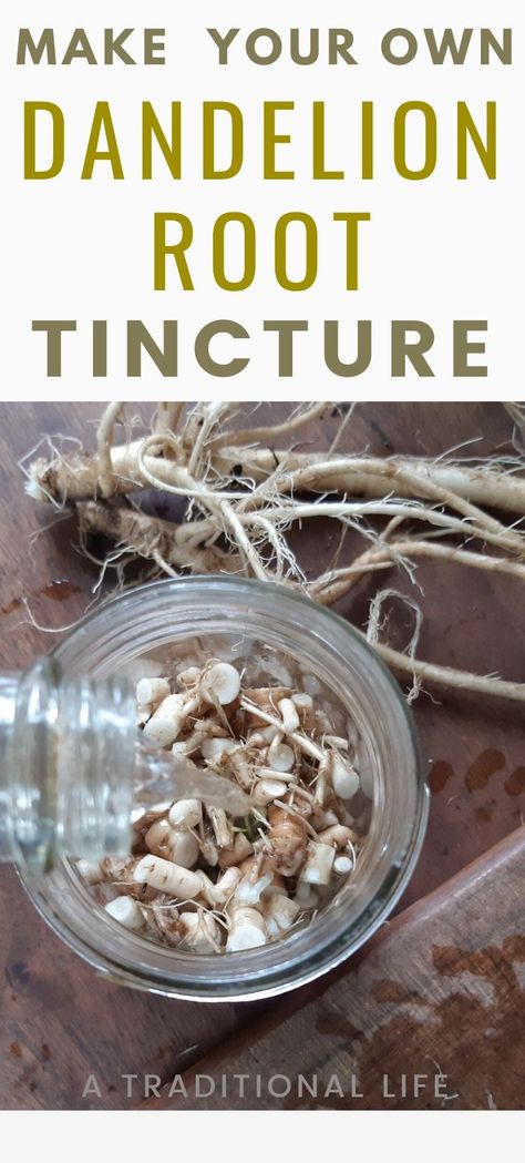 Dandelion Tincture, Dandelion Salve, Tinctures Recipes, Medicine Kit, Natural Medicine Cabinet, Mushroom Benefits, Herbal Tinctures, Herbal Recipes, Herbal Apothecary