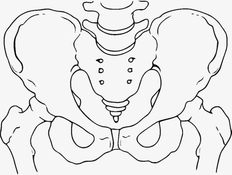 Pelvic Bones Drawing, Pelvis Bone Drawing, Pelvis Drawing Anatomy, Hip Bone Drawing, Pelvis Drawing, Hip Drawing, Pelvis Bone, Hip Anatomy, Bone Drawing