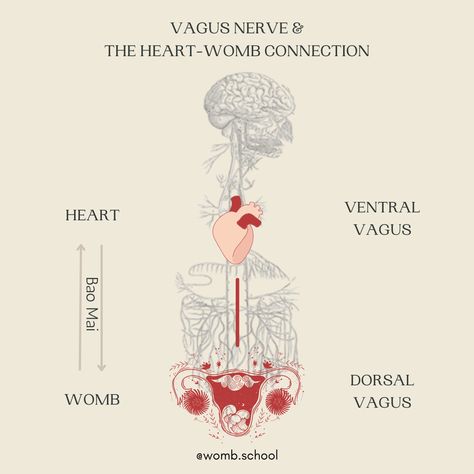 Womb School — The Way of Yin Womb Massage, Yin Yang Logo, Birth Art, Womb Healing, Holding Space, Red Tent, Cleansing Routine, Moon Cycles, Wild Woman