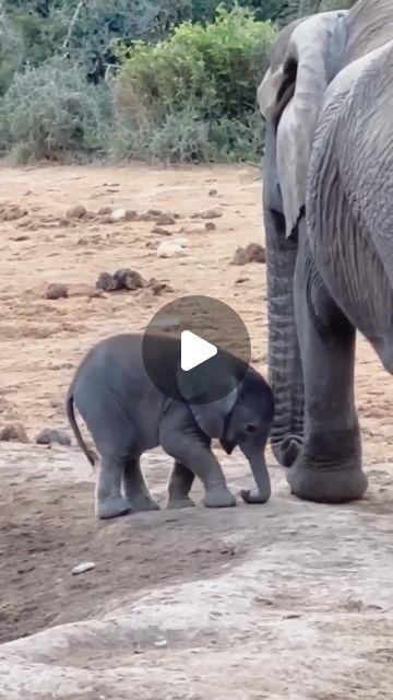 Baby Elephant Video, Elephant Videos, Elephant Video, Baby Elephants Playing, Elephant Gif, Off My Face, Elephant Cute, Elephants Playing, Cute Teacup Puppies