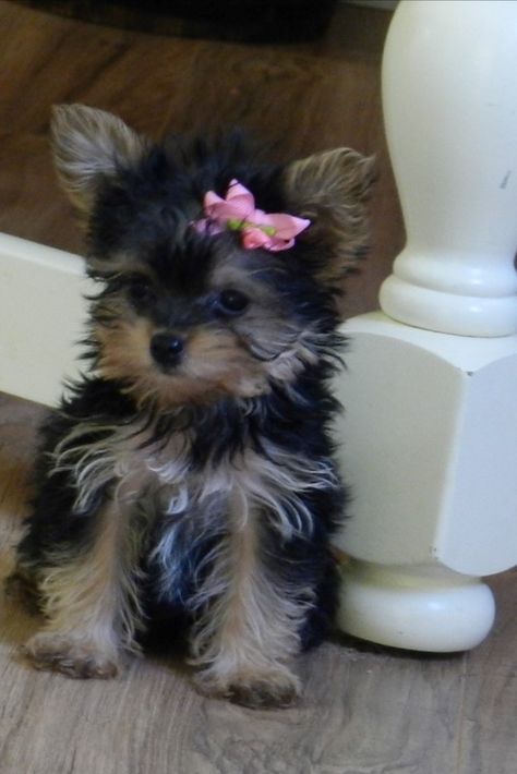 Yea Cup Puppies, Tea Cup Puppy, Yea Cup Yorkie, Teacup Yorkie Puppies For Sale Near Me, Yorkie Teacup Puppies, Miniature Yorkie, Tea Cup Puppies, Tea Cup Yorkie, Micro Teacup Yorkie