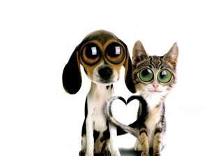 I love, love, love Twisted Whiskers! Chibi Girl, Friendship Cards, Animal Hospital, Funny Cute, Make You Smile, Dog Love, Make Me Smile, Animal Pictures, Food Animals