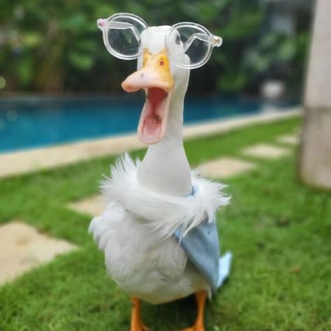 Silly Duck Pictures, Duck Memes, Lucky Ducky, Duck Pictures, Duck Wallpaper, What The Duck, Pet Ducks, Cute Ducklings, Funny Duck