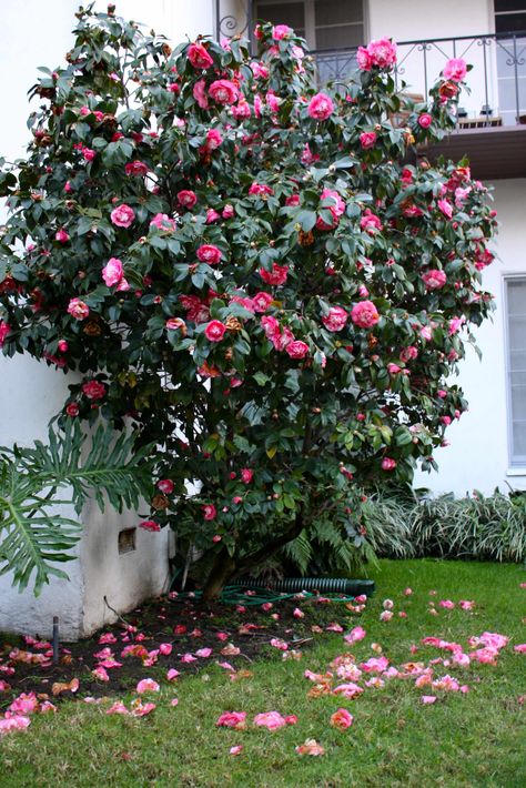 I have to have at least one camelia bush. There were two in my grandparents' front yard. Memories.... Camelia Landscaping, Camelia Tree Landscape, Camelia Plant, Camilia Flower Tree, Front Of House Bushes, Camellia Hedge Gardens, Camelia Hedge, Camillia Bush, Hedge Bushes