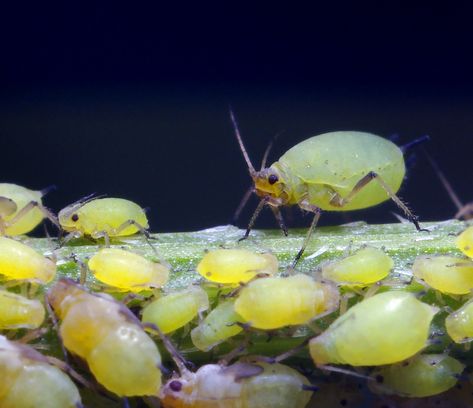 Aphids -  bugs that could be living in your houseplants. www.sheknows.com Edible Bugs, Garlic Garden, Macro Photography Insects, Edible Insects, Insect Photography, Plant Pests, Garden Pest Control, Plant Problems, Planting Roses