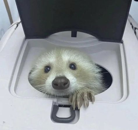 Blonde Raccoon, Albino Raccoon, Trash Pandas, Pet Raccoon, Cute Raccoon, Trash Panda, Pretty Animals, Silly Animals, Racoon