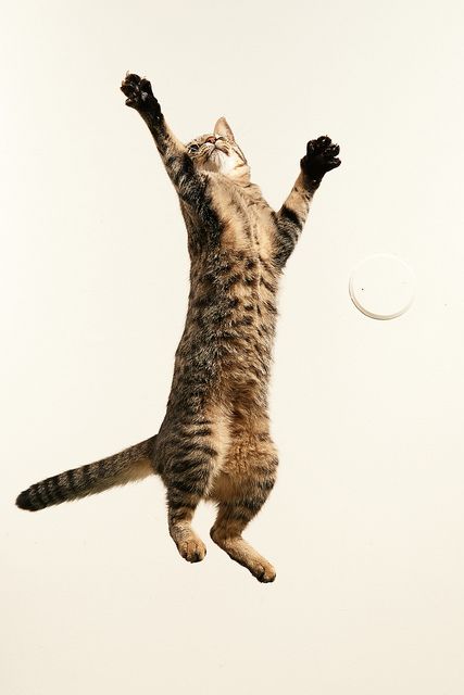 Cat Running Reference, Cat Jumping Reference, Cats Jumping, Jumping Photos, Cats Swimming In Water, Cat Jumping, Jumping Cat, Ninja Cats, Cat Anatomy