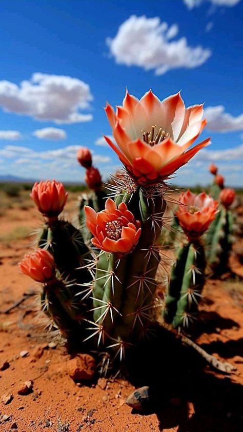 Unbelievable Nature, Desert Life, Cactus Flowers, Happy Things, Cactus And Succulents, Bouquet Of Flowers, In The Desert, Cacti And Succulents, Types Of Plants