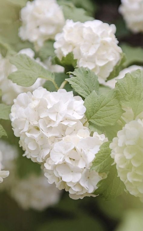 Daniel Ost, White Flowers Garden, Hydrangea Wallpaper, Green Spring, Outdoor Inspirations, White Gardens, White Hydrangea, Flower Branch, Flower Illustration