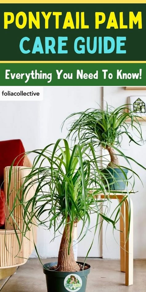 "Ponytail Palm Care, Indoor Plant Care, Succulent Care, Houseplant Care, 
Plant Watering Tips, Plant Sunlight Requirements, Plant Soil pH, Plant 
Pruning Techniques, Plant Propagation Methods, Plant Pest Control" Indoor Plants Pet Friendly, Ponytail Plant, Ponytail Palm Care, Palm Plant Care, Beaucarnea Recurvata, Indoor Cactus Plants, Ponytail Palm, Plant Parent, Inside Plants