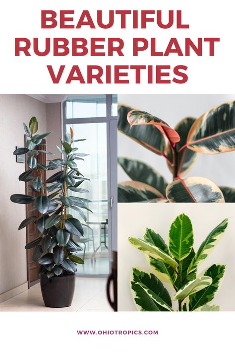 Rubber Plants Indoor, Rubber Leaf Plant, Ficus Varieties, Types Of Rubber Plants, Rubber Plant Varieties, Rubber Tree Varieties, Rubber Plant Indoor, Propagating Rubber Tree Plant, Variegated Rubber Plant