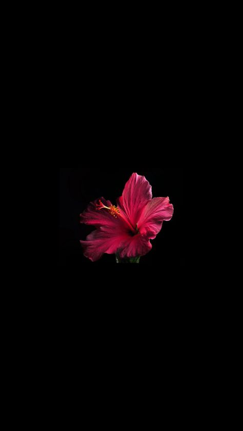 🌺❤️ Hibiscus Flower Wallpaper, Hibiscus Wallpaper, Red Flower Wallpaper, Red Hibiscus Flower, Red Hibiscus, Hawaiian Flowers, Hibiscus Flower, Summer Wallpaper, Hibiscus Flowers