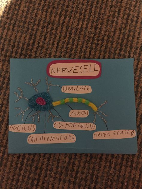 Nerve cell model Nerve Cell Model, Cell Model, Career Day, Nerve Cell, Drawings Simple, Nerve, Art Drawings Simple, Career, Art Drawings