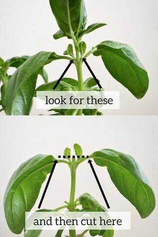 To Pinch or Not To Pinch, That Is the Question. Pruning Basil, Yummy Veggies, Growing Basil, Garden Types, Veg Garden, Indoor Herb Garden, Big Plants, Herbs Indoors, Hydroponic Gardening