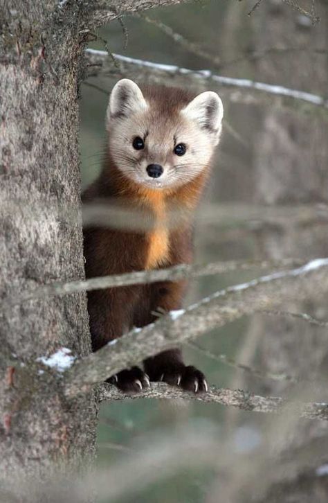 Did you know that Croatian currency is named after a rodent? Here people pay with kuna, a Croatian word for the marten, a ferret like animal valued for its luscious fur. American Marten, Pine Marten, Toddler Fun, Cute Creatures, Sweet Animals, Animal Planet, Animal Photo, Nature Animals, Ferret