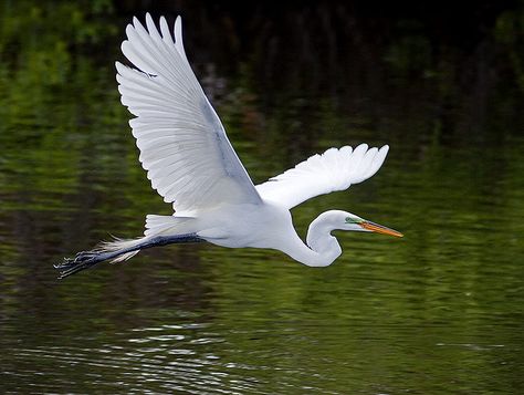 Photographed in the Everglades N.P. For more nature images of South Florida, please visit me at: pedrolastra.com © 2009 by Pedro Lastra This image is copyrighted material as indicated! Wild Birds Photography, Heron Art, Great Egret, Coastal Birds, The Everglades, Fantasy Closet, White Bird, Big Bird, Bird Pictures