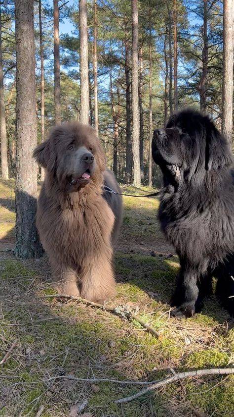 Pictures Of Cute Dogs, Newfoundland Dog Puppy, Dog Name Ideas, Big Fluffy Dogs, Newfoundland Dogs, Beautiful Dog Breeds, Big Dog Breeds, Huge Dogs, Giant Dogs