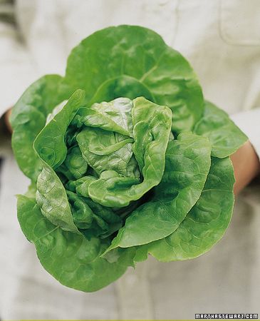 How to Grow Salad Greens Lettuce Growing, Tattoo Plant, Lettuce Seeds, Salad Greens, Garden Wallpaper, Garden Veggies, Garden Guide, Edible Plants, Edible Garden