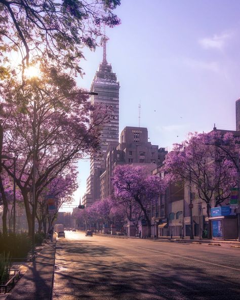 Purple Aesthetic Photos, Download The BEST Free Purple Aesthetic Stock Photos & HD Images Purple Aesthetic Photos, Purple Place Aesthetic, Purple City, Aesthetic Places, Aesthetic Purple, Book Board, Purple Trees, Spring Pictures, White City