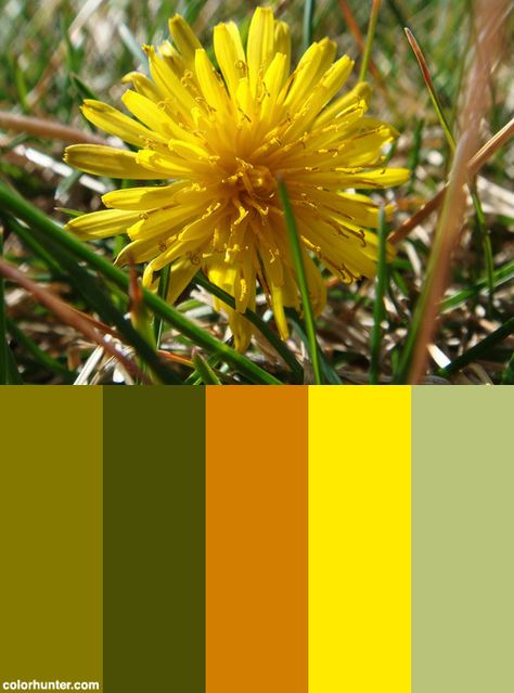 Yellow Dandelion Color Scheme from colorhunter.com Dandelion Color Palette, Yellow Lounge, Dandelion Color, Party Palette, Yellow Dandelion, Yellow Color Palette, Dandelion Yellow, Color Palette Yellow, Art Things