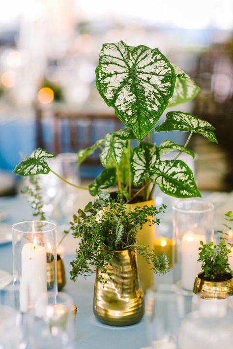 Plant Wedding Centerpieces Potted, Sustainable Wedding Centerpieces, Wedding Flower Pots Decor, Pothos Plant Wedding Decor, Green Plant Centerpieces, House Plants Centerpiece, Living Plant Centerpiece, Wedding Decorations Plants, Pothos Centerpieces