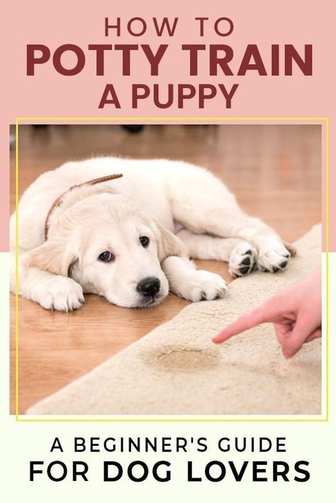 how to potty train a puppy Dog Potty Area, Train A Puppy, How To Potty Train, House Training Puppies, Easiest Dogs To Train, Dog Potty Training, Potty Train, Dog Potty, Potty Training Puppy