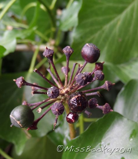 Ivy Berries, Fantasy Forest, Ivy, Grapes, Forest, Fruit