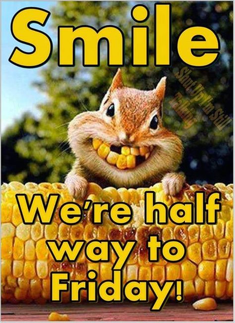 Smile We Are Half Way To Friday Wednesday Funny Quotes, Funny Wednesday Memes, Funny Wednesday Quotes, Wednesday Funny, Wednesday Memes, Happy Wednesday Images, Wednesday Hump Day, Hump Day Humor, Wednesday Humor