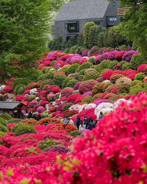 If heaven was a place on earth, this might just be it! Tokyo’s Nezu Shrine is an absolute feast of color when the azalea bushes are in bloom, and an annual festival takes place to celebrate their beauty. This year’s event runs until May 1st, and the ¥300 entry fee is worth every yen! 📷: [...] The post Japan Travel: If heaven was a place on earth, this might just be it! Tokyo’s Nezu Shrine is an… appeared first on Alo Japan. Nezu Shrine, Azalea Bush, May 1, Japan Travel, Tokyo, Japan, Festival, Plants, Travel