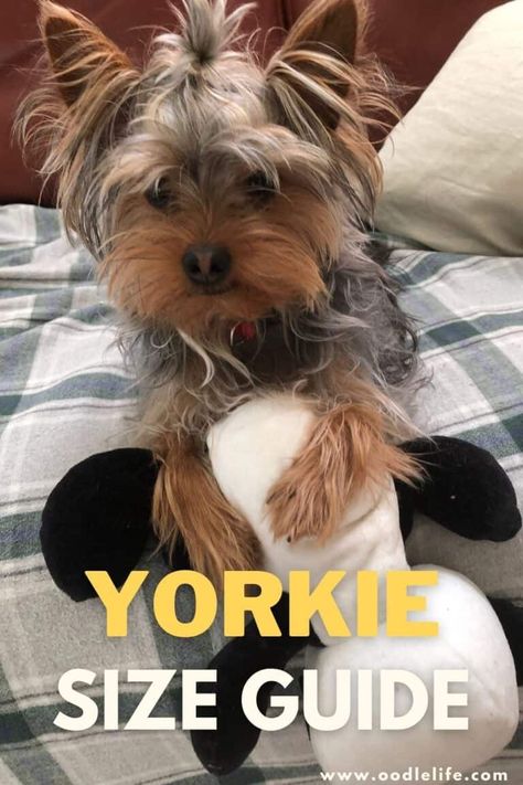 Yorkie Terrier Puppy, Yorkie Teddy Bear Cut, Yorkie Puppy Haircuts, Yorkie Puppy Cut, Yorkie Puppy Care, Yorkie Cuts, Baby Yorkie, Yorkie Hairstyles, Yorkie Haircuts