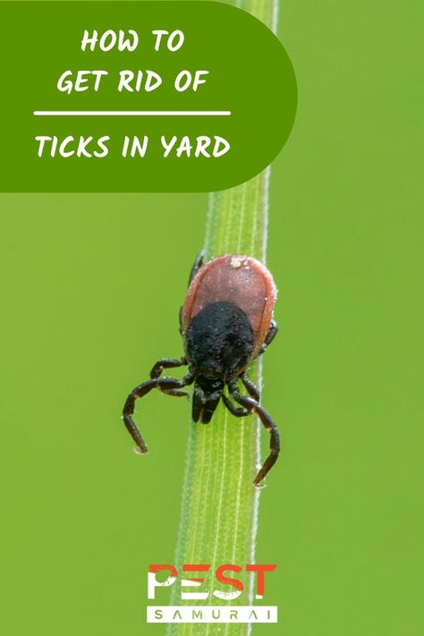 Ticks are a pest that can pose a serious health risk to your family. They can infect all mammals with various diseases, including Lyme disease, so it's best to do your best to get rid of them from your property and avoid them in the first place. Detecting ticks early will help prevent them from infesting your pets or infecting people. Fortunately, there are a few different ways you can remove ticks from yards that we will present in this article. #ticks #getridofticks #tickcontrol #pestcontrol Tick Prevention Yard, Repel Ticks People, Get Rid Of Ticks In Yard, Tick Prevention For People, How To Get Rid Of Ticks In Yard, Tennessee Gardening, Ticks On Humans, Tick Removal Dog, Tick Tubes