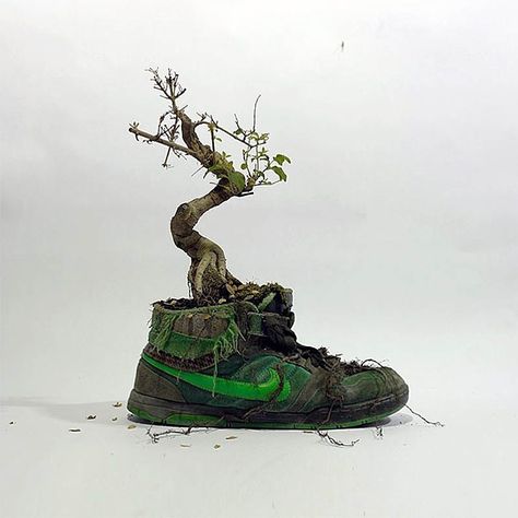 Nike shoe bonsai tree Mr Plant, Old Nikes, Chia Pet, Creative Shoes, Urban Street Art, Tree Trunks, Blooming Plants, Nike Vintage, Shoe Art