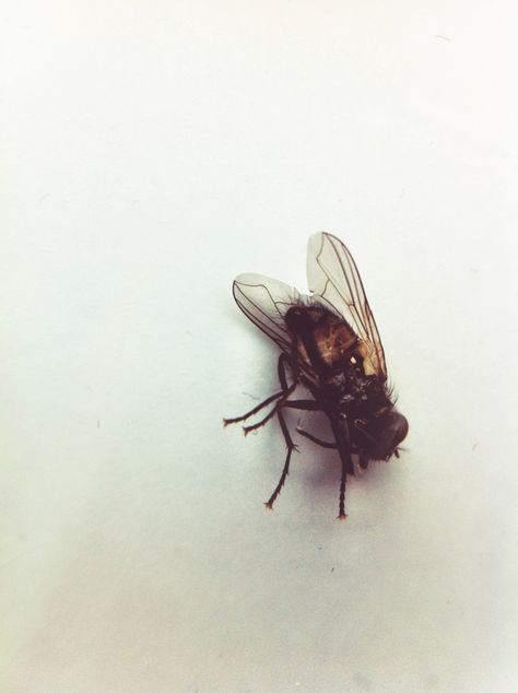 macro fly Dolores Abernathy, Minimalist Phone, Fly On The Wall, Lord Of The Flies, Spirit Animal, Animal Photography, Cover Art, Animal Pictures, Photography Inspiration