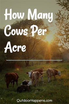 Cattle Ranching Layout, Farm Animal Layout, Raising Cattle For Beginners, Raising Beef Cattle Small Farm, Cow Fence Ideas, 5 Acre Hobby Farm Layout, Cow Pasture Ideas, Cow Farm Ideas, Hobby Farm Ideas