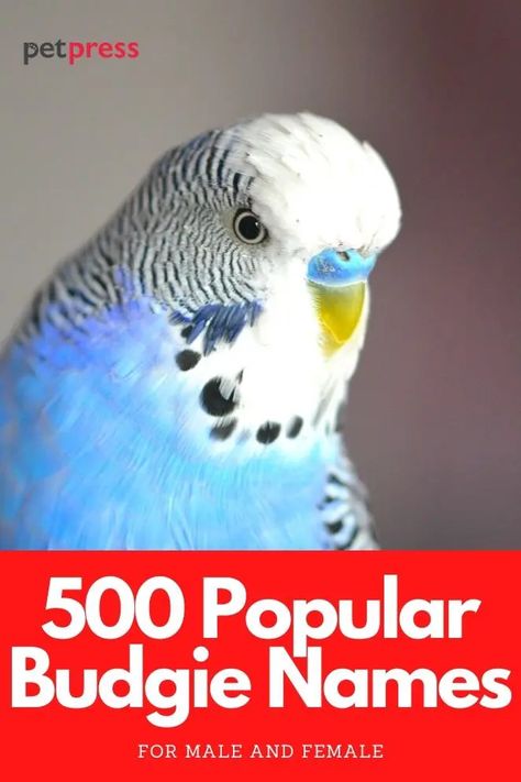 500 Most Popular Names for Budgies for Boys and Girls | PetPress Budgie Names, Parakeet Names, Baby Budgies, Parakeet Care, Bird Names, Green Budgie, Green Parakeet, Blue Budgie, Budgies Bird