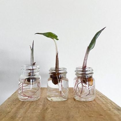 How This Plant Person Propagates Alocasia With Success Stages Of Growth, Plant Person, Plants In Jars, Air Layering, Tattoo Plant, Alocasia Plant, Water Bath Canning, Small Glass Jars, Plant Projects